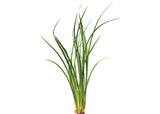 Variegated Lime Rush