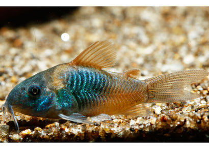Coburg Aquarium | Corydoras Venezualus | Shop tropical aquarium fish online