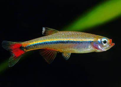 White Cloud - Vietnamese Yellow