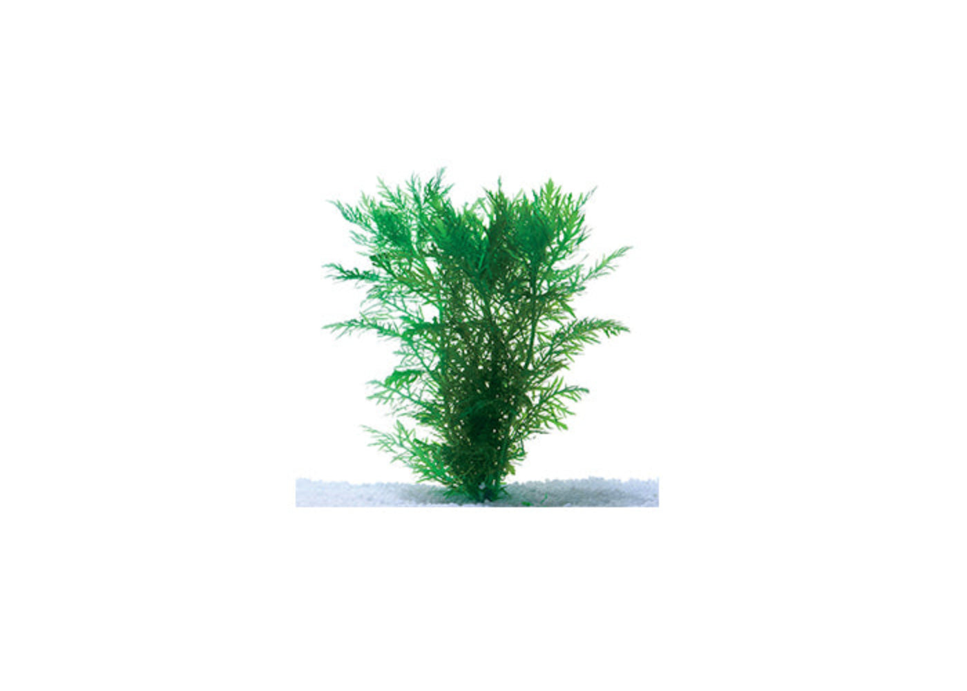 Water Wisteria Hygrophila difformis live aquarium plant with lacy green leaves