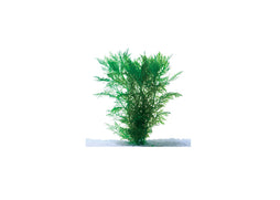 Water Wisteria Hygrophila difformis live aquarium plant with lacy green leaves