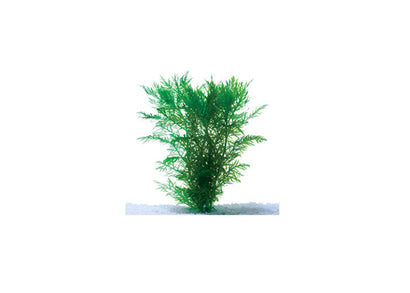 Water Wisteria Hygrophila difformis live aquarium plant with lacy green leaves