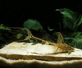 Whiptail Catfish