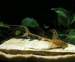Coburg Aquarium | Whiptail Catfish | Live aquarium fish online