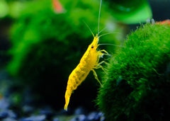 Coburg Aquarium | Yellow Cherry Shrimp | Shop live aquarium fish online
