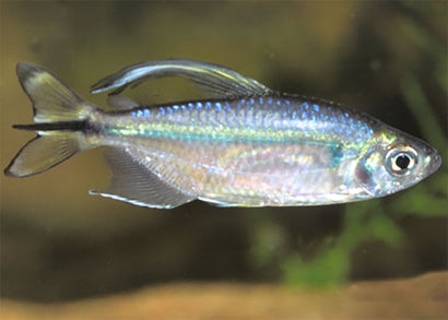 A single Yellow Tail Congo Tetra swimming in an aquarium with a plant in the background.