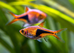 Harlequin Rasbora, small orange and black aquarium fish