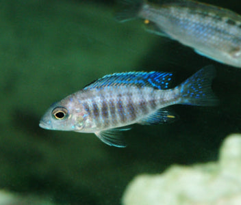 Peacock Cichlid - Monkey Bay