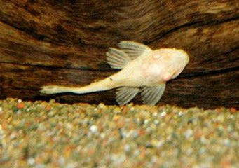 Plecostomus Sailfin - Gibbiceps - Albino