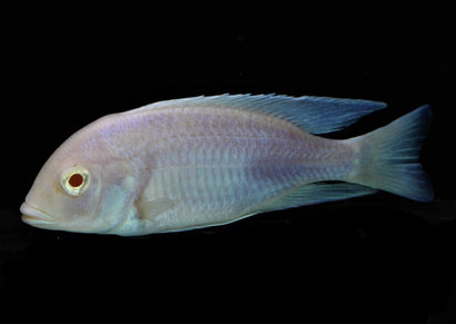 Albino Blue Dolphin Cichlid | Albino Cyrtocara Moorii | Live fish online | coburgauqarium.com.au｜Aquarium FIsh for sale | Tropicah fish store | African Cichlid | Freshwater Fish | Coburg Aquarium