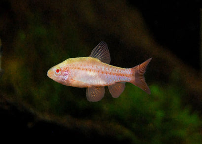 Albino Cherry Barb | Barb Fish for Sale | Live fish online | coburgauqarium.com.au｜Aquarium FIsh for sale | Tropicah fish store | Freshwater Fish | Coburg Aquarium