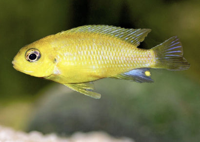 Albino Eletric Yellow Cichlid | African Cichlid | Live fish or sale| coburgaquarium.com.au | Live Fish in Australia | Tropical Fish | Aquarium FIsh | Freshwater FIsh | Coburg Aquarium