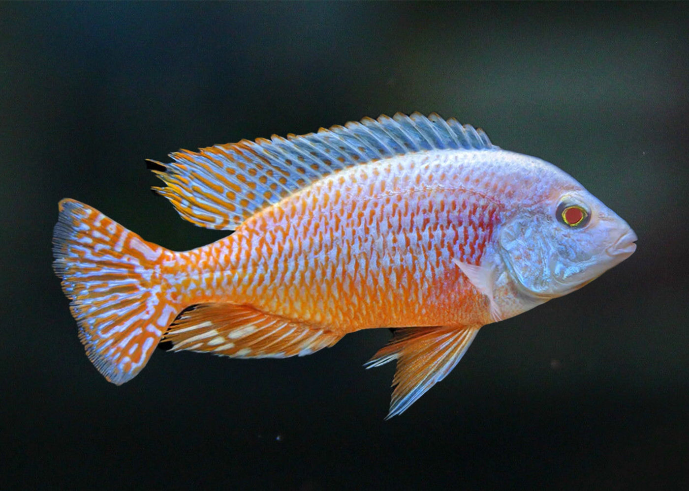 Red Empress Cichild Albino Freshwater Fish Coburg Aquarium