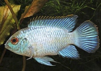 Neon Blue Acara | Live fish online | coburgauqarium.com.au｜Aquarium FIsh for sale | Tropicah fish store | Freshwater Fish | Coburg Aquarium