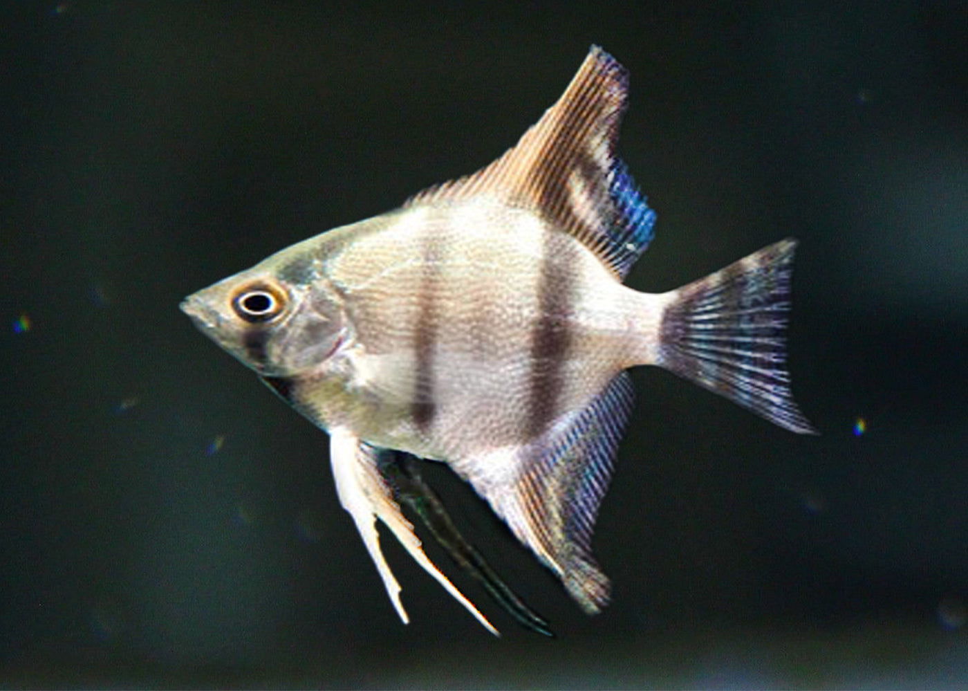 Coburg Aquarium | Angel - Rio Xingu | Shop live aquarium fish online