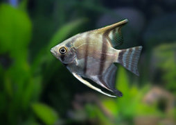 Preuvian Altum Angel | Angel Fish for Sale | Live fish online | coburgauqarium.com.au｜Aquarium FIsh for sale | Tropicah fish store | Freshwater Fish | Coburg Aquarium