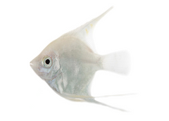 Coburg Aquarium | Platinum Angelfish | Shop live aquarium fish online