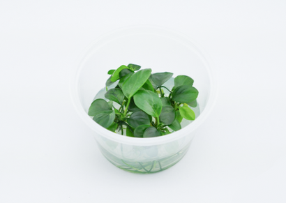 Anubias Nana Tissue Culture