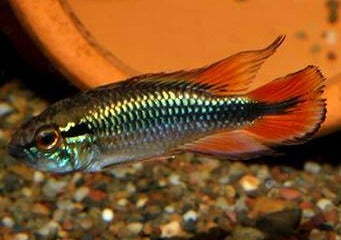 Apistogramma Agassizi, red fin fish, metallic, metal looking fish | American Cichlid | Freshwater FIsh for sale | Buy aquarium Fish | LIve fish | Tropcial fish online| Coburg Aquarium | Dwarf Cichlid