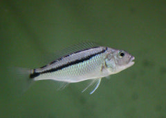 Malawi Hawk | Aristochromis christyi | Live fish online | coburgauqarium.com.au｜Aquarium FIsh for sale | Tropicah fish store | African Cichlid | Freshwater Fish | Coburg Aquarium