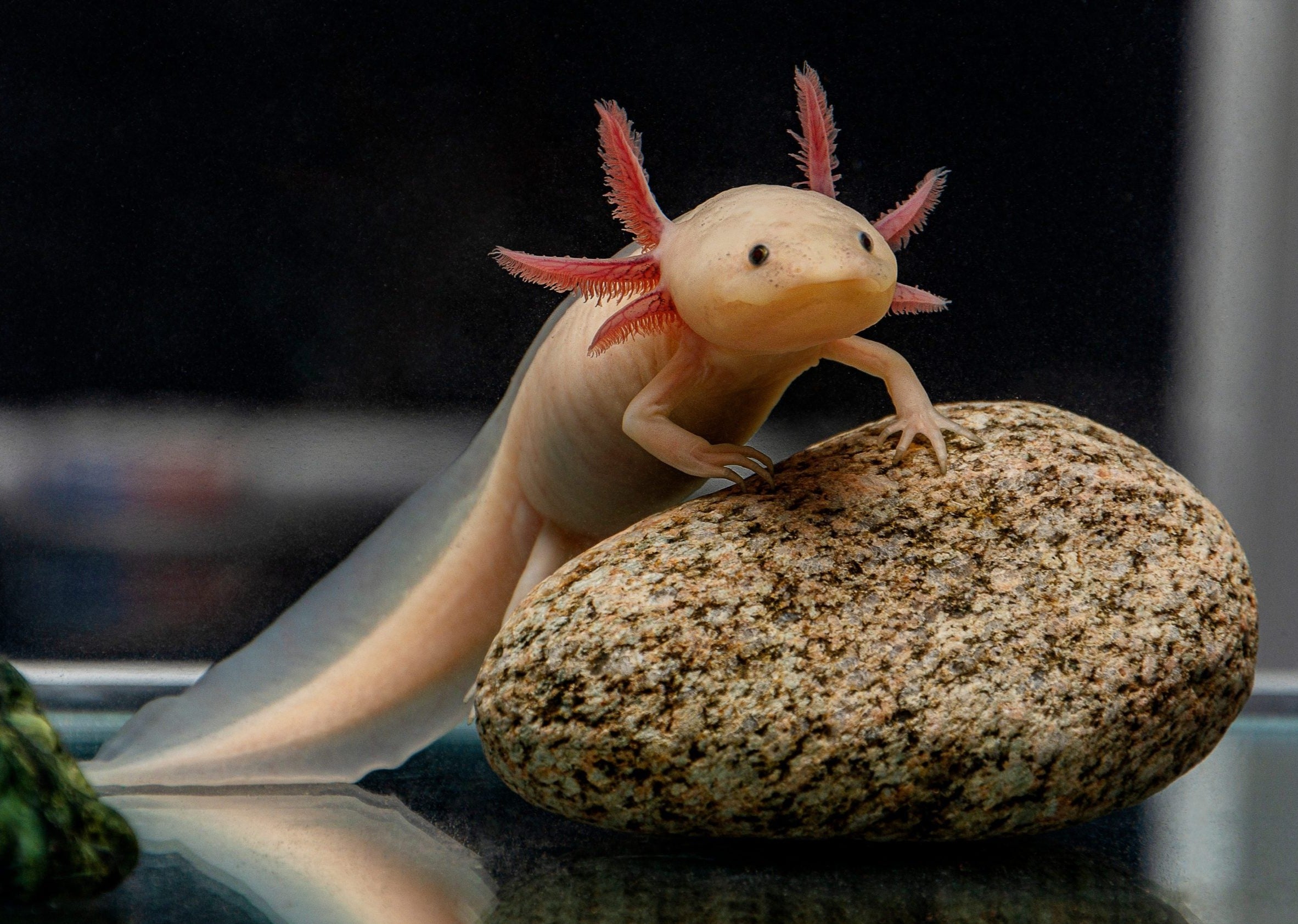 Axolotl - lizard fish with red 6 horn like fins by it's head