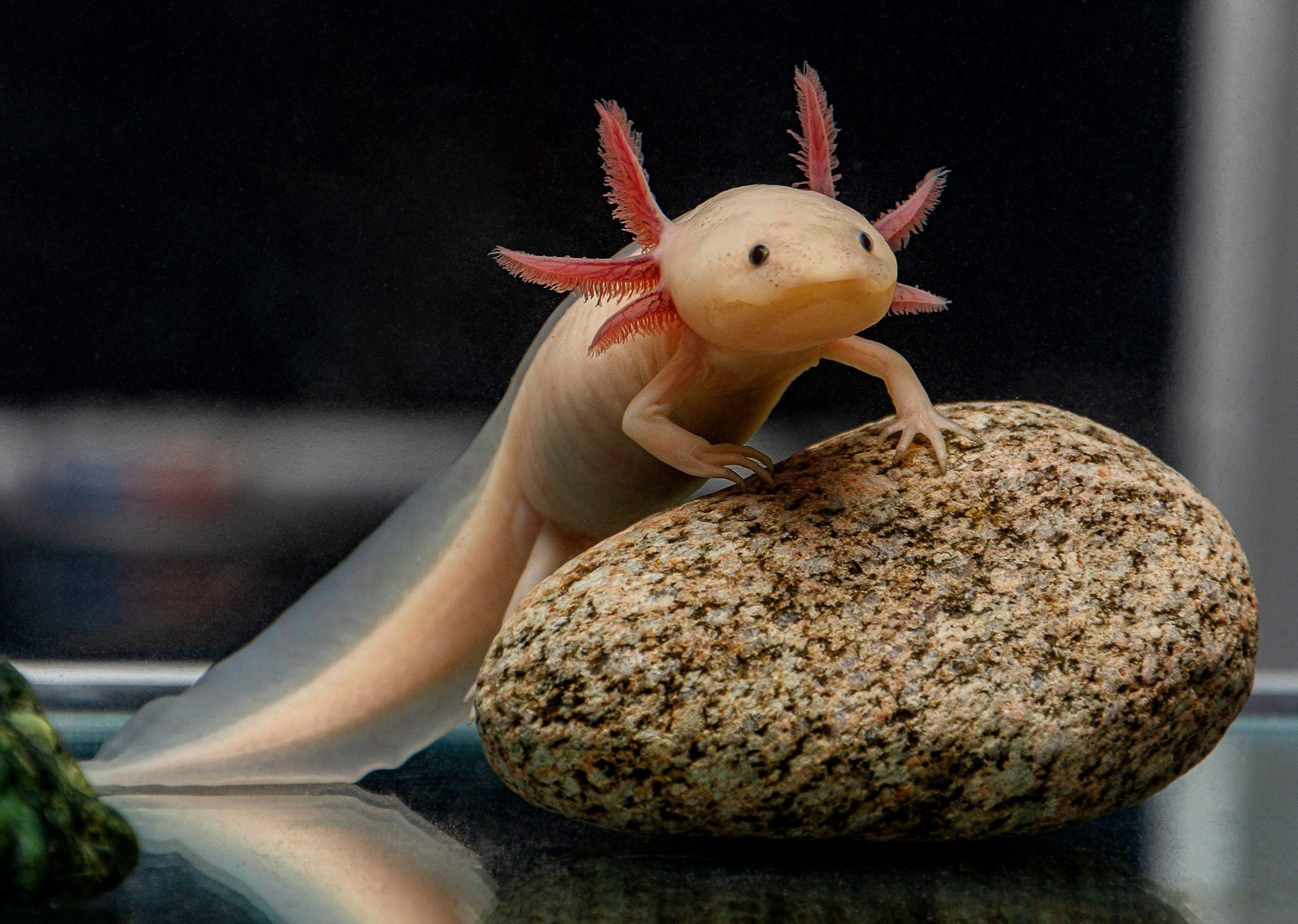Axolotl – Coburg Aquarium