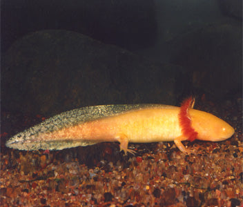 light red Salamander fish