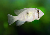 Bandit Cichlid - Guianacara sp.