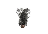 biOrb Sea Fan