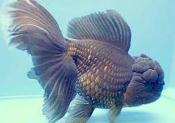 Blac Oranda | Goldfish for Sale | Goldfish | Coldwater Goldfish | Buy Goldfish Online | Coburg Aquarium | Aquarium Fish for Sale | Buy Goldfish in Australia | coburgaquarium.com.au
