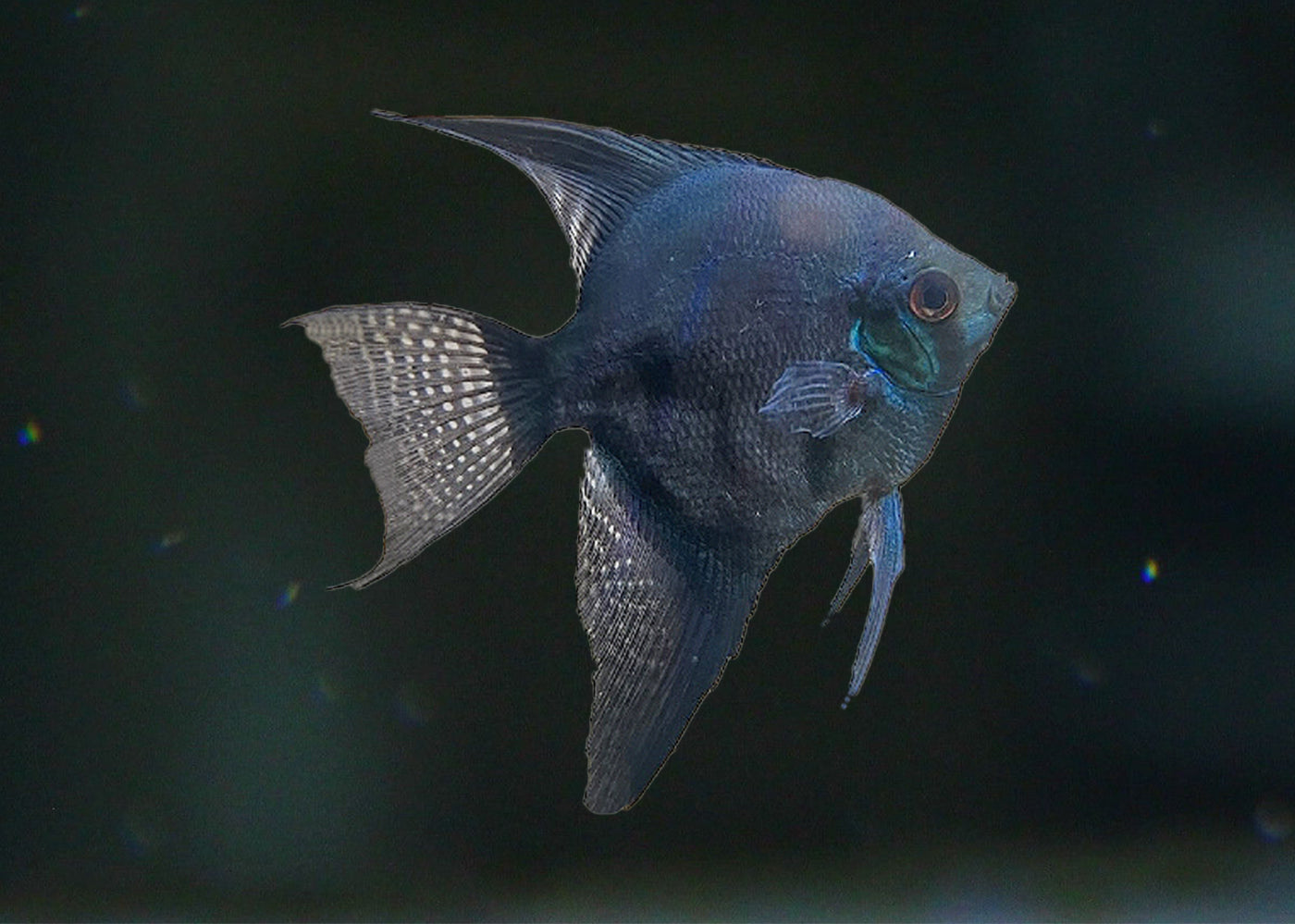 Ghost Pinoy Angelfish | Angel Fish for Sale | Aquarium Shop near me | coburgauqarium.com.au｜Aquarium FIsh | Tropicah fish store | Freshwater Fish | Coburg Aquarium | Aquarium Shop