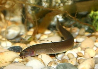 Kuhli Loach - Black