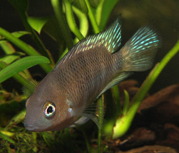 Blue Eye Cichlid