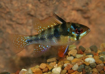 Ramirezi Blue Ram | Aquarium Fish | Aquarium Shop near me |Live fish online | coburgauqarium.com.au｜Aquarium Shop | Aquarium FIsh for sale | Tropical fish store | Freshwater Fish | Coburg Aquarium