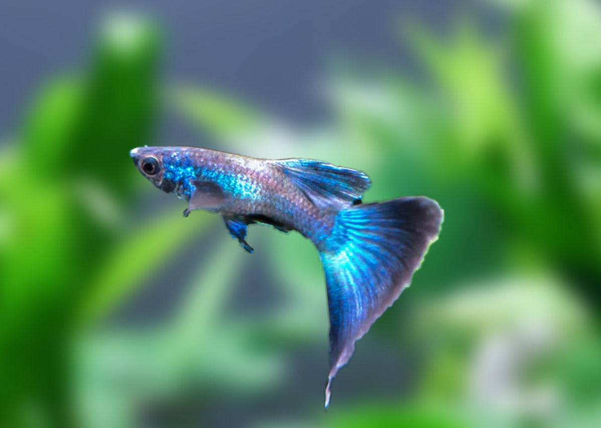 Moscow Blue Guppy