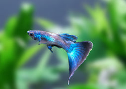 Guppy Male Blue Moscow