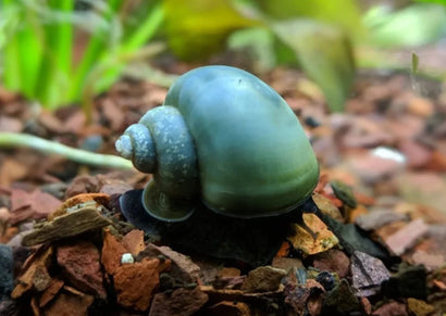 Mystery Snail - Blue