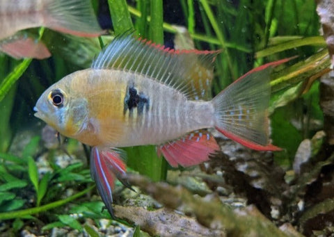 Bolivian Ram Cichlid Aquarium Freshwater Fish Coburg Aquarium