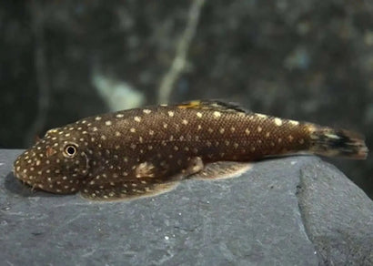 Borneo Sucker - brown scales and white spots clinging to a rock