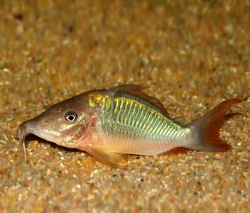 Brochis Multiradiatus