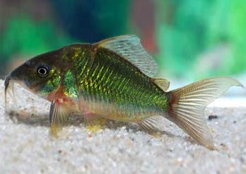 Brochis Splendens Emerald Catfish