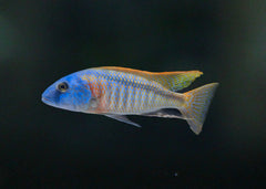 buccochromis rhoadesii | tropical cichlid | Freshwater FIsh for sale | Buy aquarium Fish | LIve fish | Tropcial fish online| Coburg Aquarium