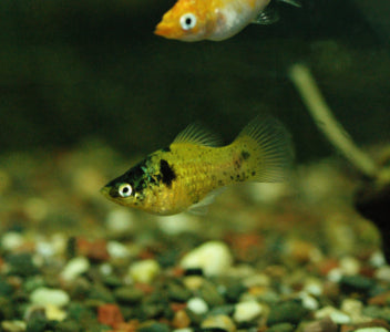 Platy Bumblebee