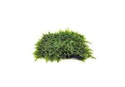 Bushy Moss