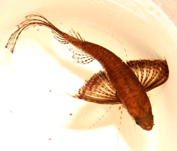 Butterfly Fish - Pantodon