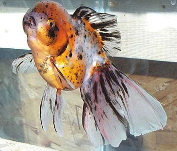 Oranda Calico