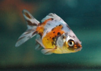 Ryukin Calico | Goldfish | Coldwater Goldfish | Buy Goldfish Online | Coburg Aquarium | Aquarium Fish for Sale | Buy Goldfish in Australia | coburgaquarium.com.au