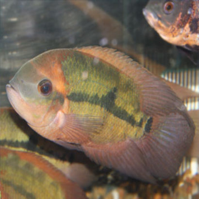 Chocolate Cichlid