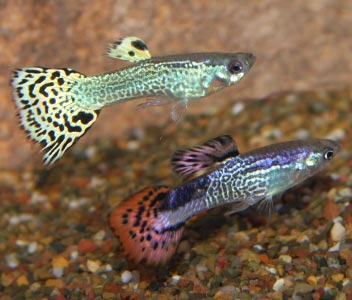 Guppy Male Christmas