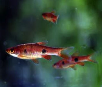 Coburg Aquarium | Kalachroma Rasbora | Shop live aquarium fish online